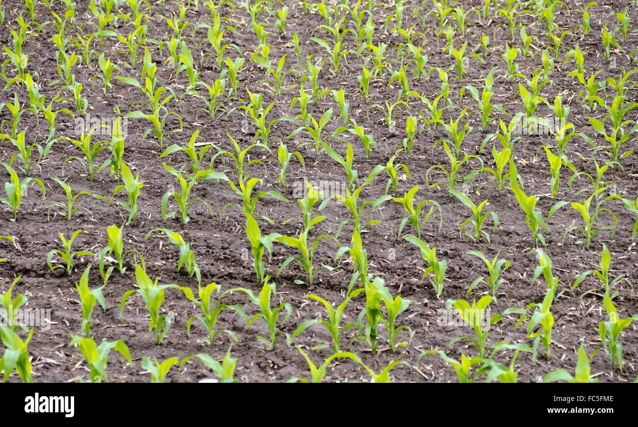 Mais-Feld mit Jungpflanzen Stockfoto