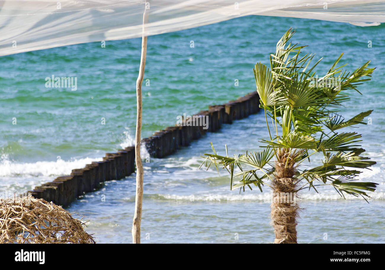 Palme im Wind unter einer Markise Stockfoto