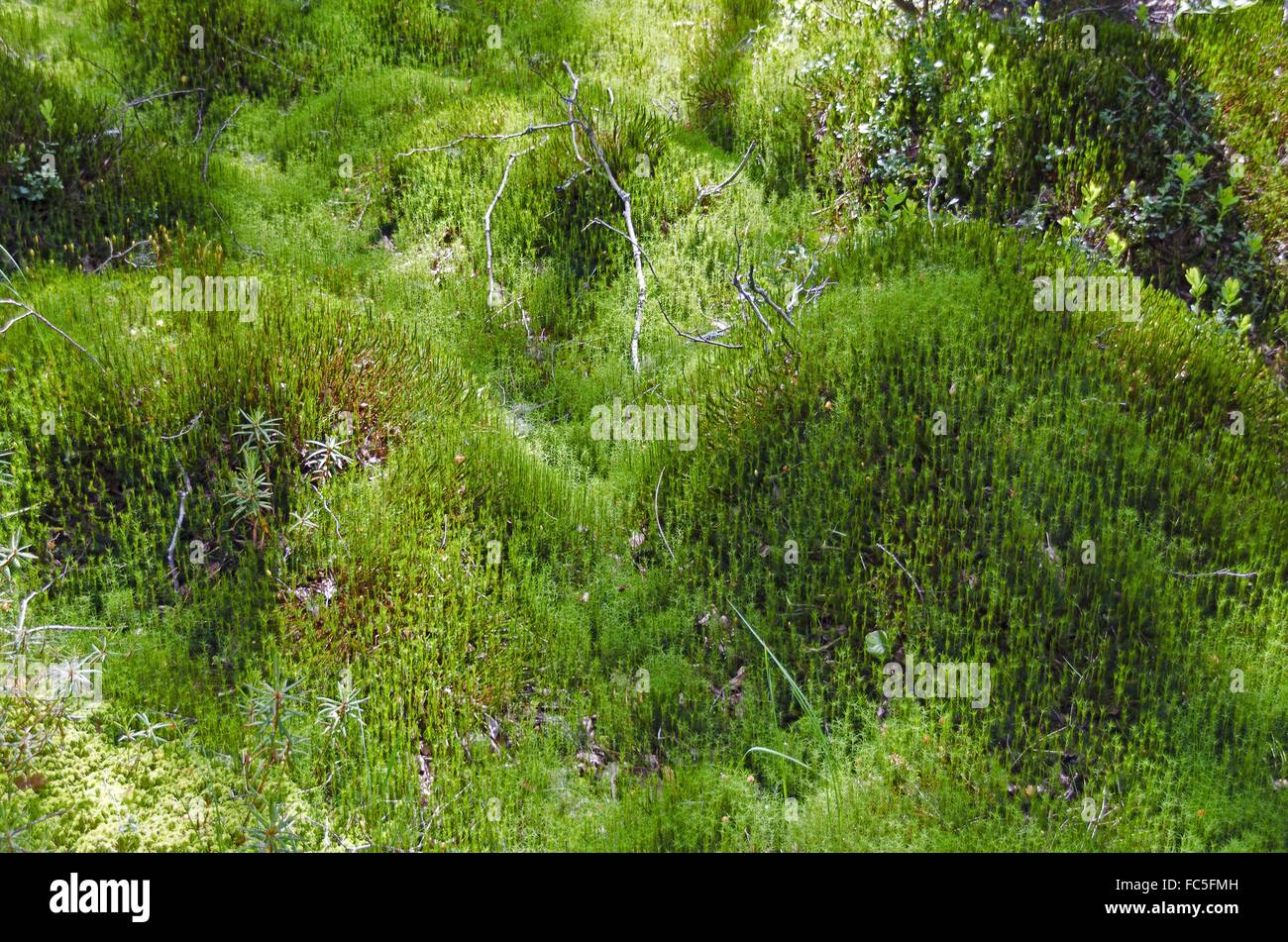 Waldboden bedeckt von Moos Stockfoto