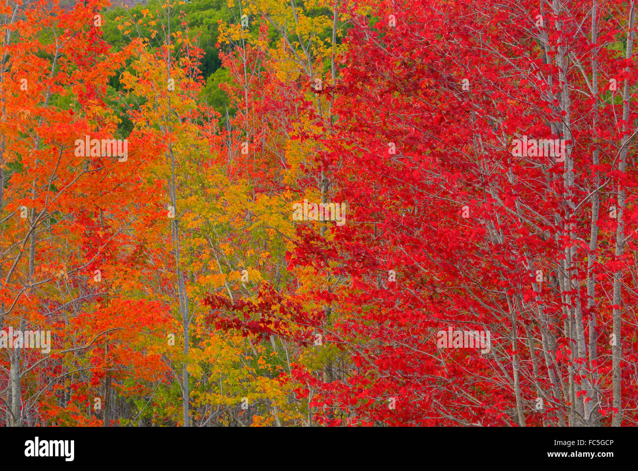 Jessup Trail, Wild Gärten von Acadia, Acadia National Park, Maine, USA Stockfoto