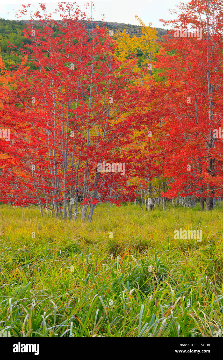 Jessup Trail, Wild Gärten von Acadia, Acadia National Park, Maine, USA Stockfoto