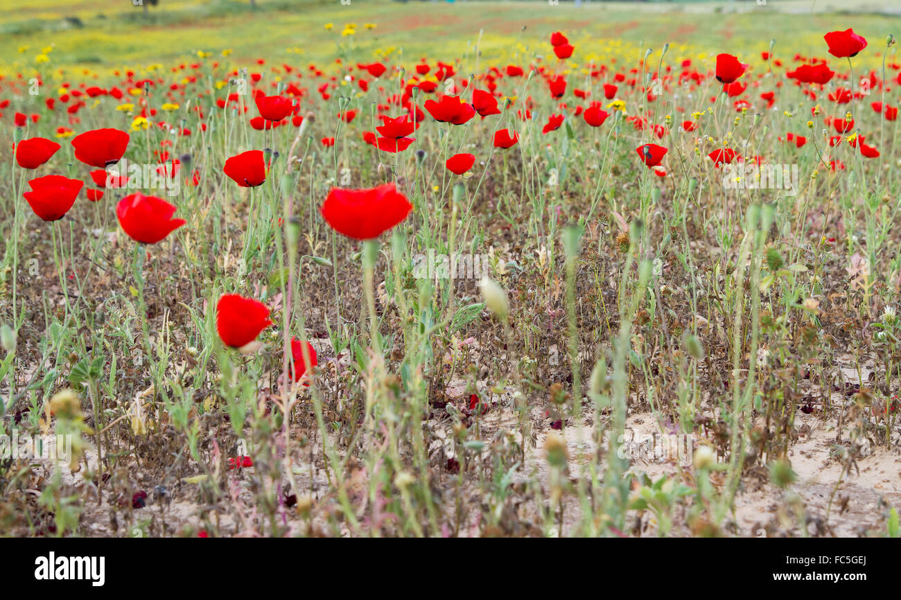 Blumen-wilden roten Mohn und gelben Gänseblümchen. Stockfoto