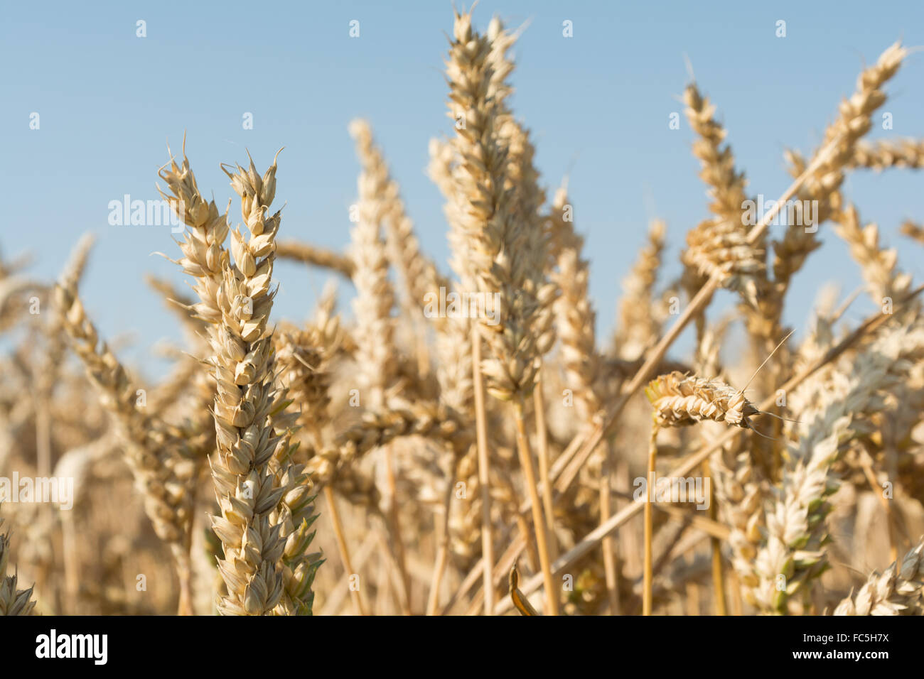 Ohren aus nächster Nähe - Weizen Stockfoto