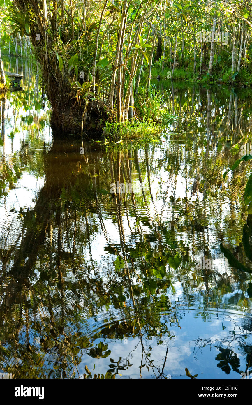 Abstrakte Landschaft im Amazonas mit Reflexionen und Pflanzenleben Stockfoto