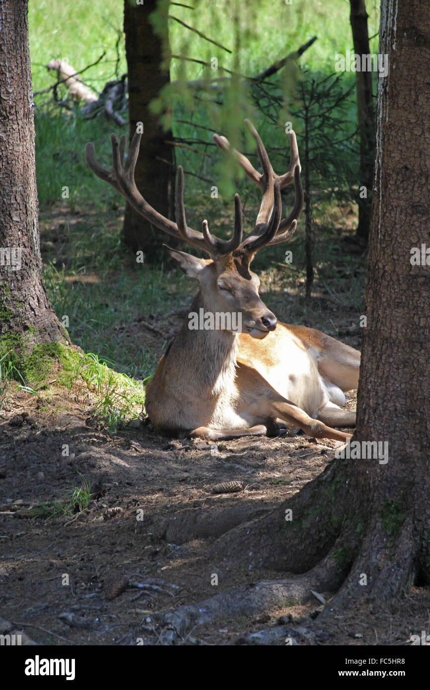 Red deer Stockfoto