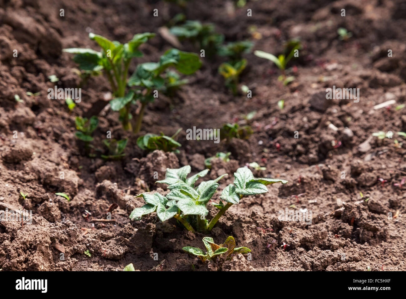 Junge Kartoffeln auf Bodenbedeckung. Pflanze-Nahaufnahme Stockfoto