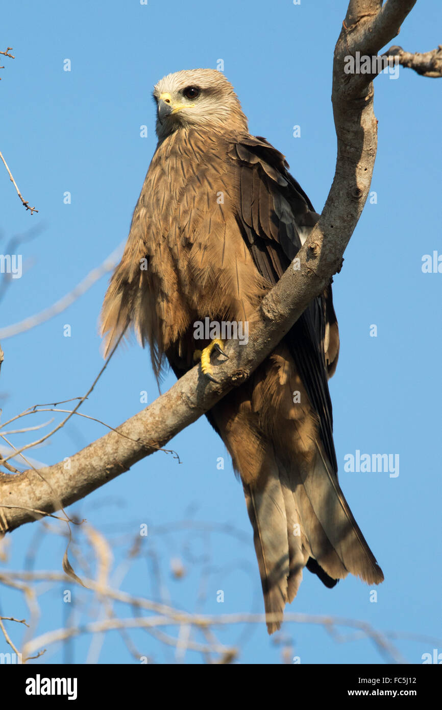 Schwarzmilan (Milvus Migrans) Stockfoto