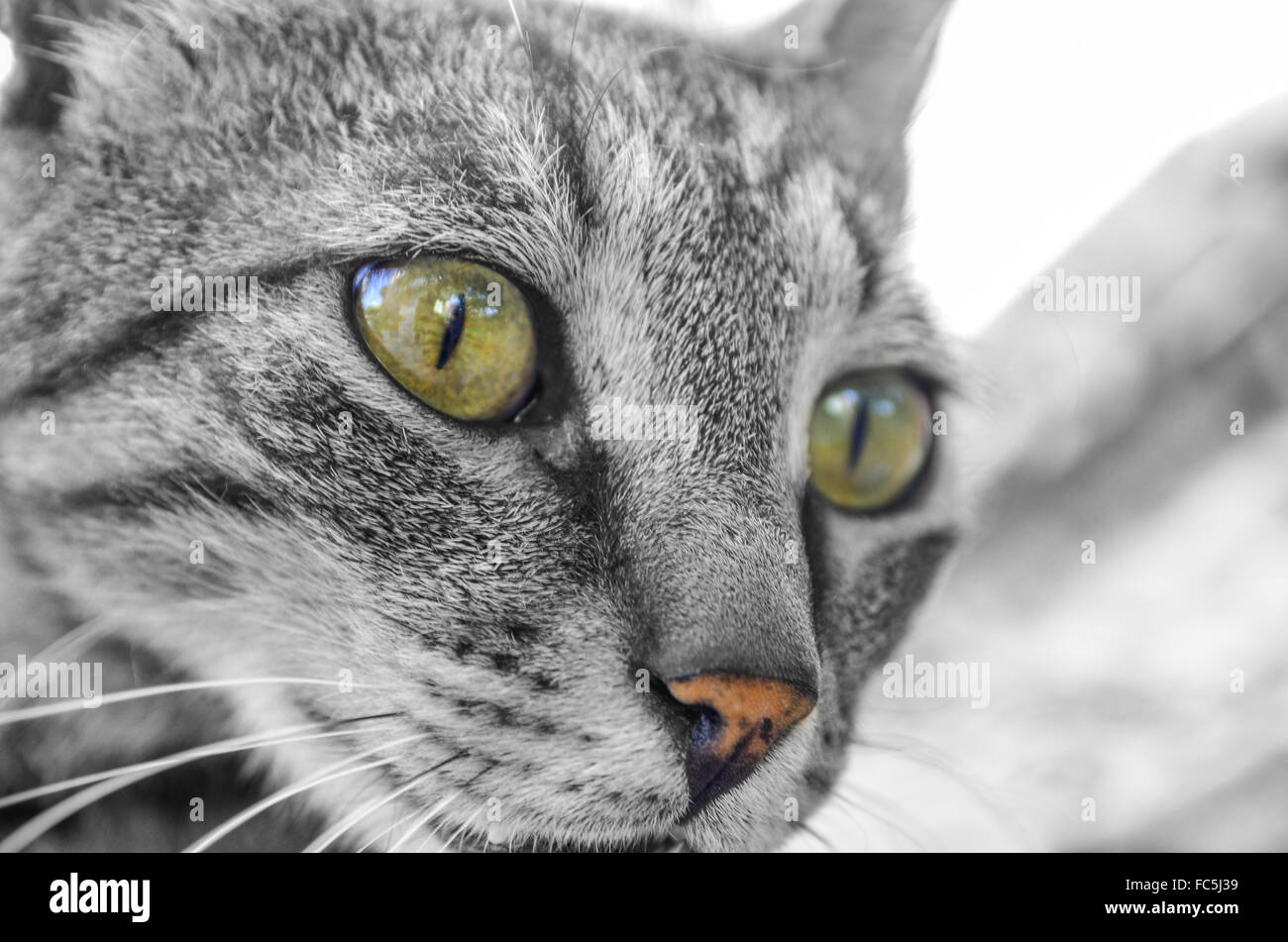 Katze portrait Stockfoto