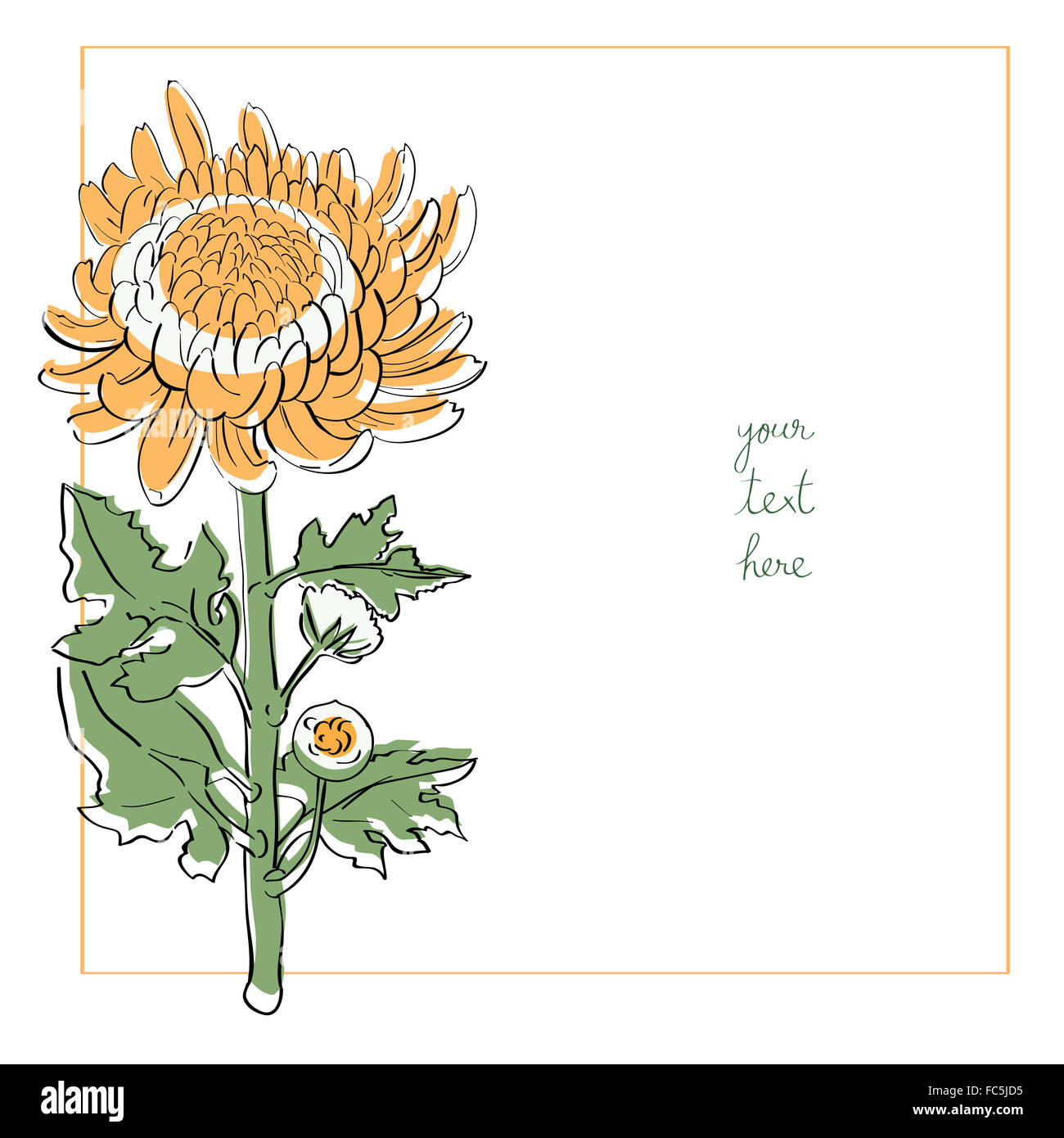 Chrysantheme minimal Karte Stockfoto