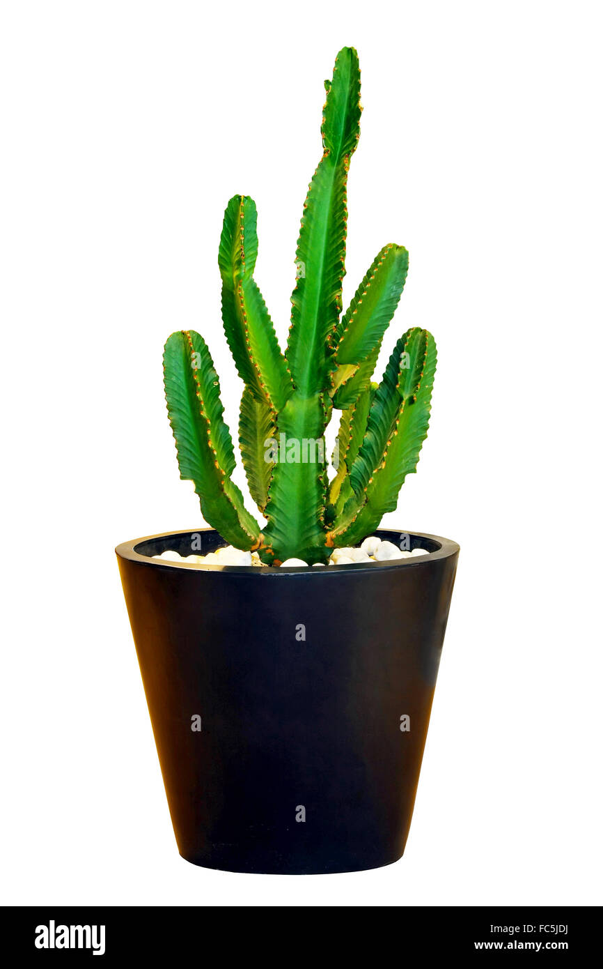 Großen Kaktus Stockfoto