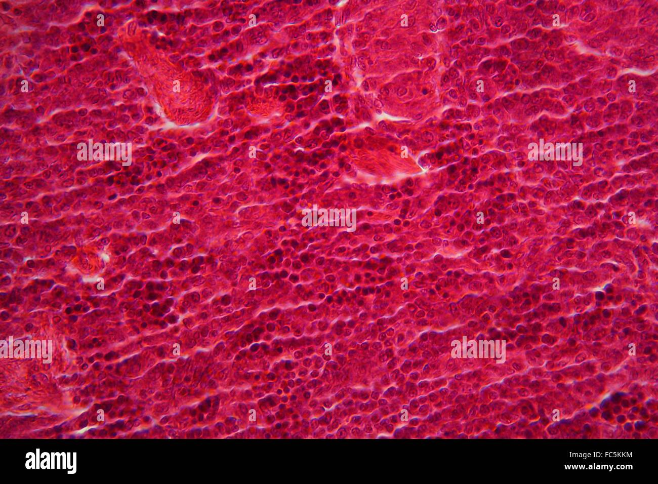Pankreas-Gewebe unter dem Mikroskop. Stockfoto