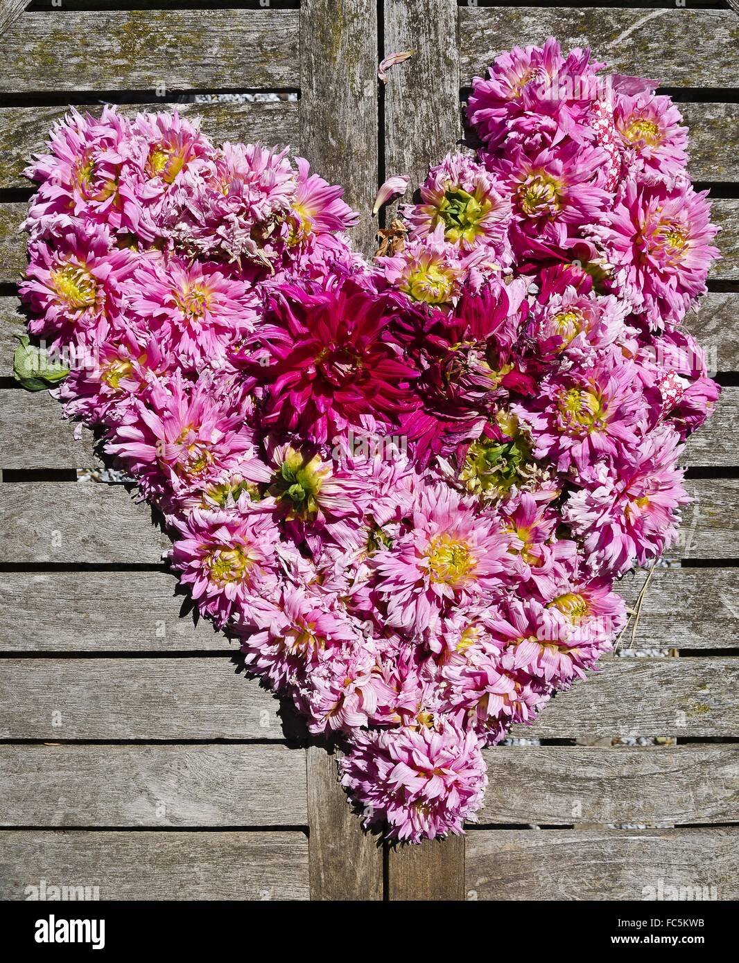 Herz aus rosa Dahlie blüht Stockfoto