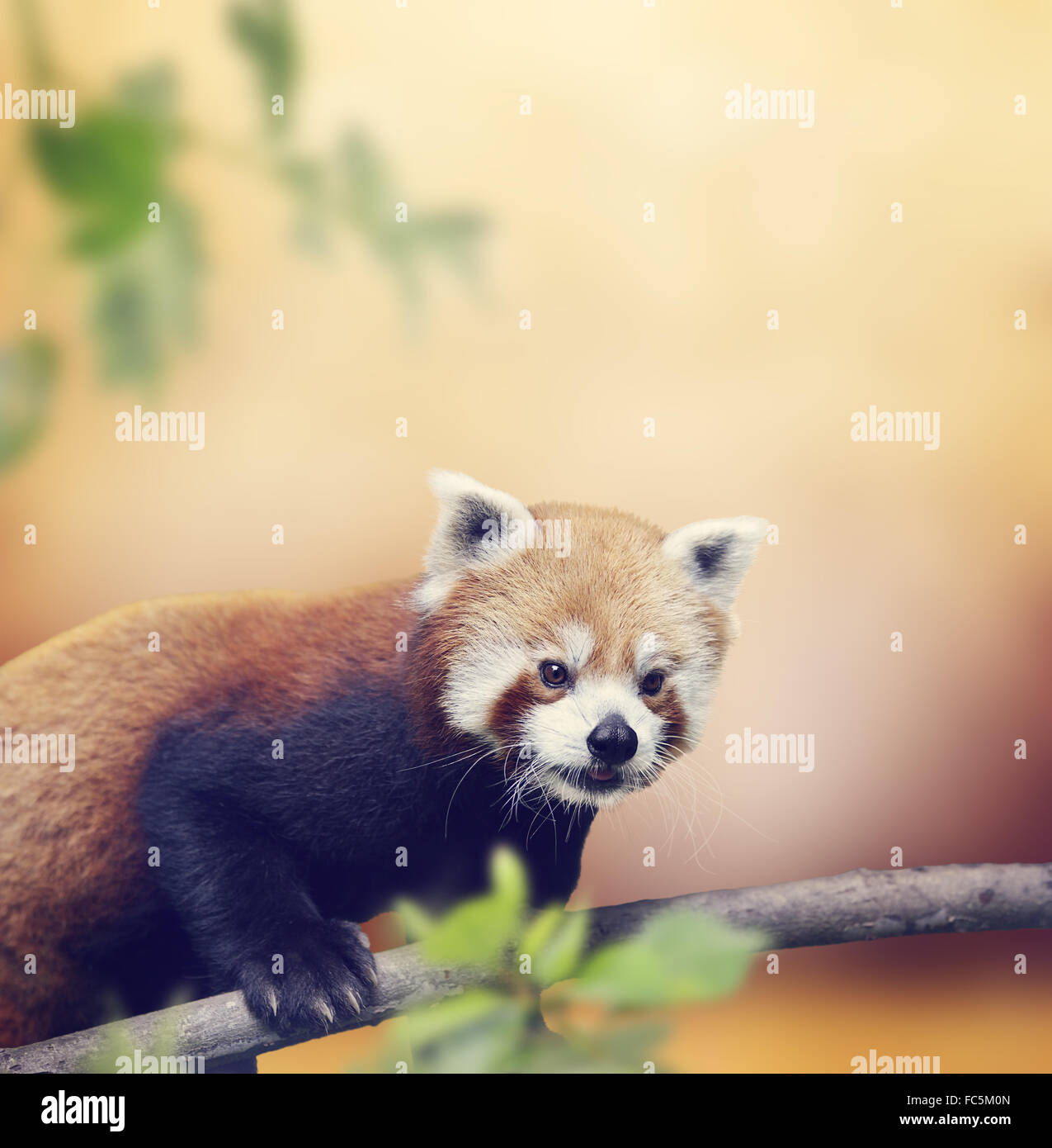 Roter Panda Stockfoto