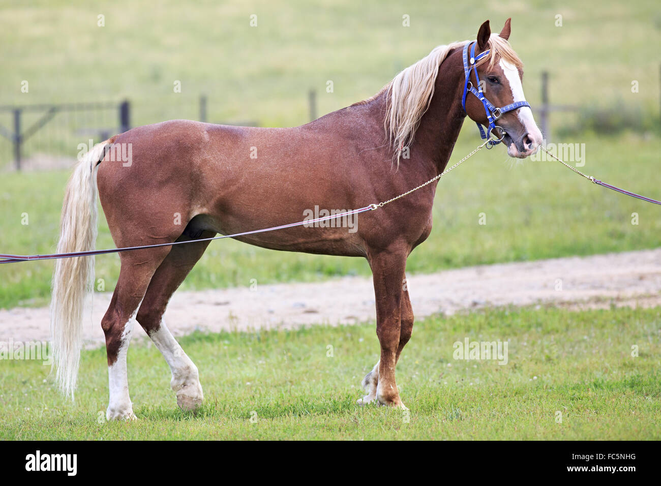 Junge Fuchshengst züchten Orlov Trotter. Stockfoto