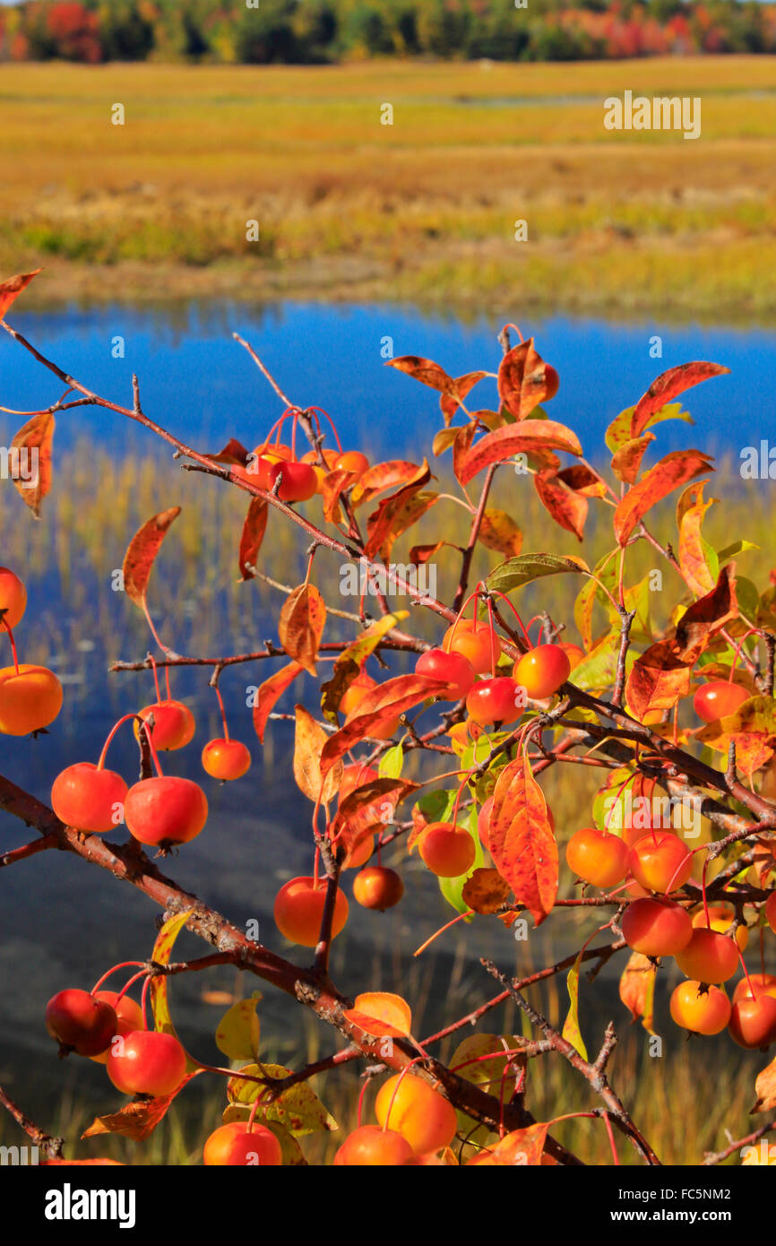 Scarborough Marsh, östlichen Trail, Scarborough, Maine, USA Stockfoto