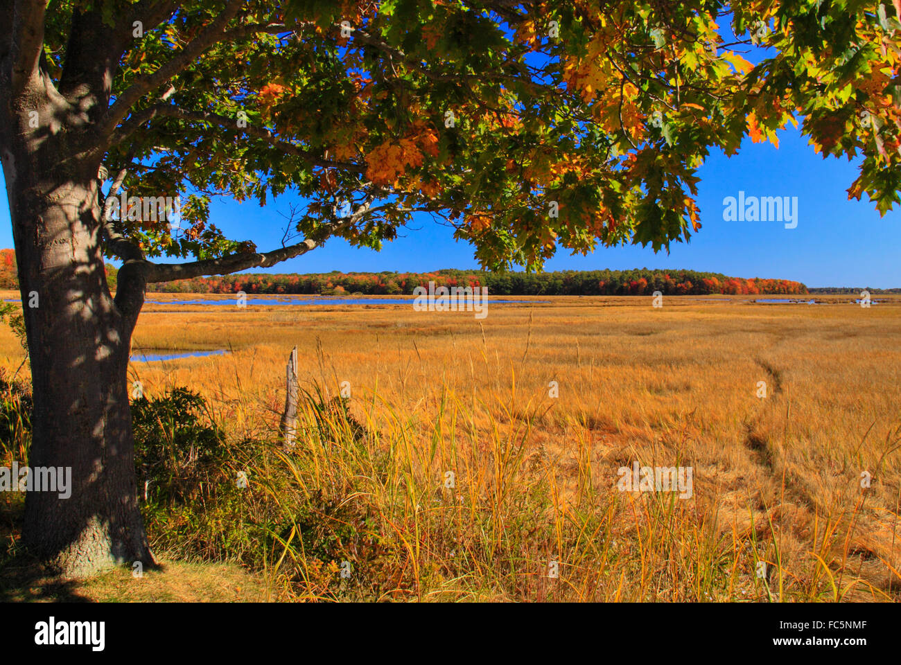 Scarborough Marsh, östlichen Trail, Scarborough, Maine, USA Stockfoto