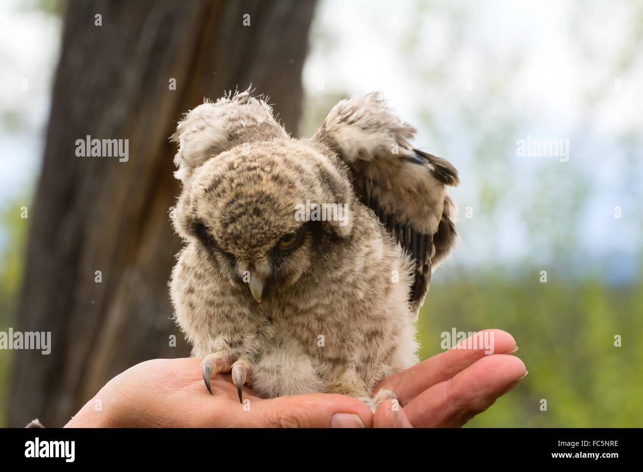 Owlet sitzen auf Ornithologen Hand Vertrauen Stockfoto