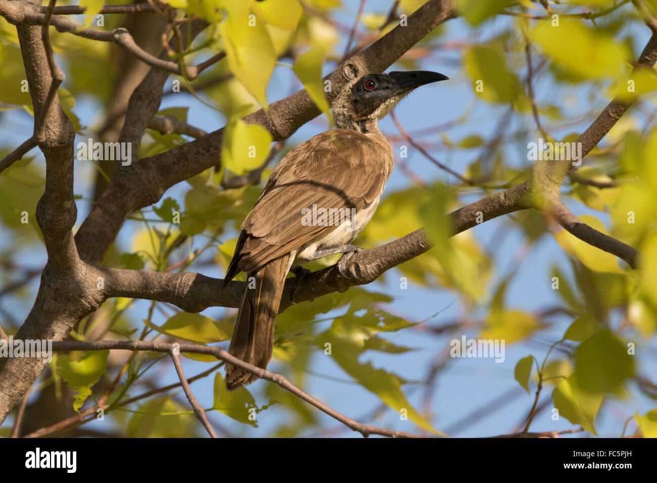 Behelmter Friarbird (Philemon Buceroides Stockfotografie Alamy