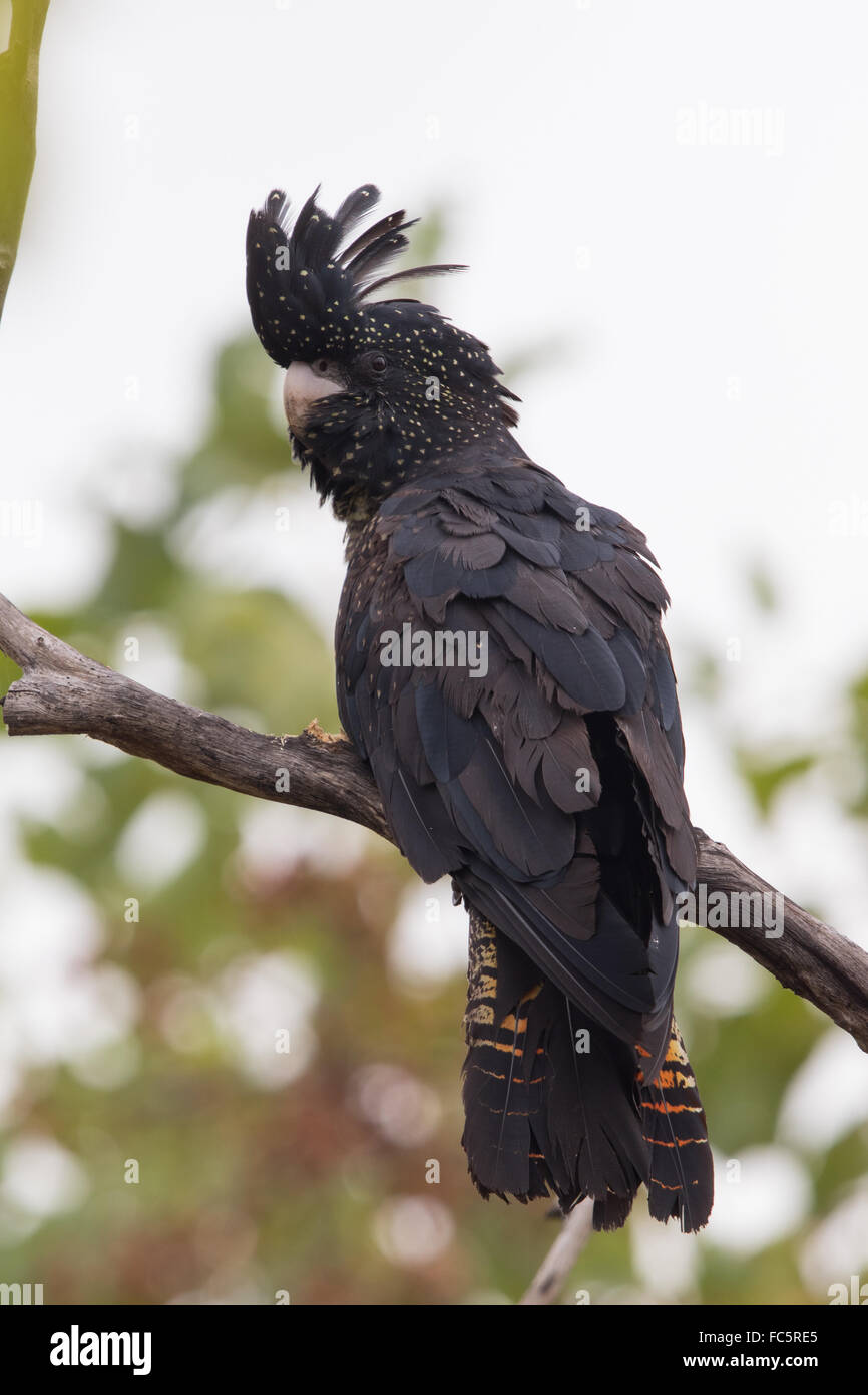 weibliche Red-tailed Black Cockatoo (Calyptorhynchus Banksii) Stockfoto