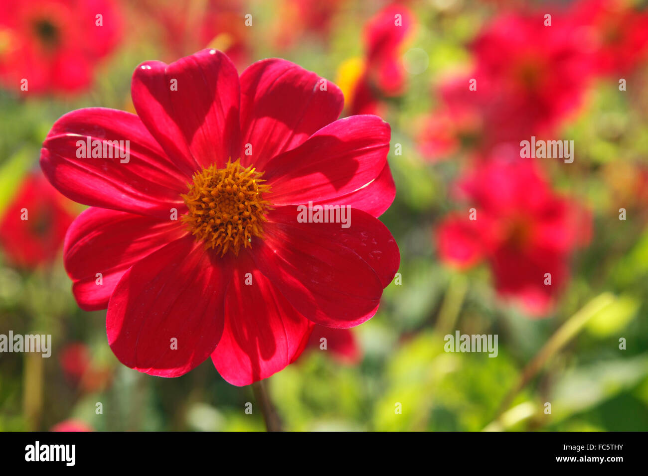 rote Dahlien "Firebird" im Garten des Schlosses Glenveagh Stockfoto