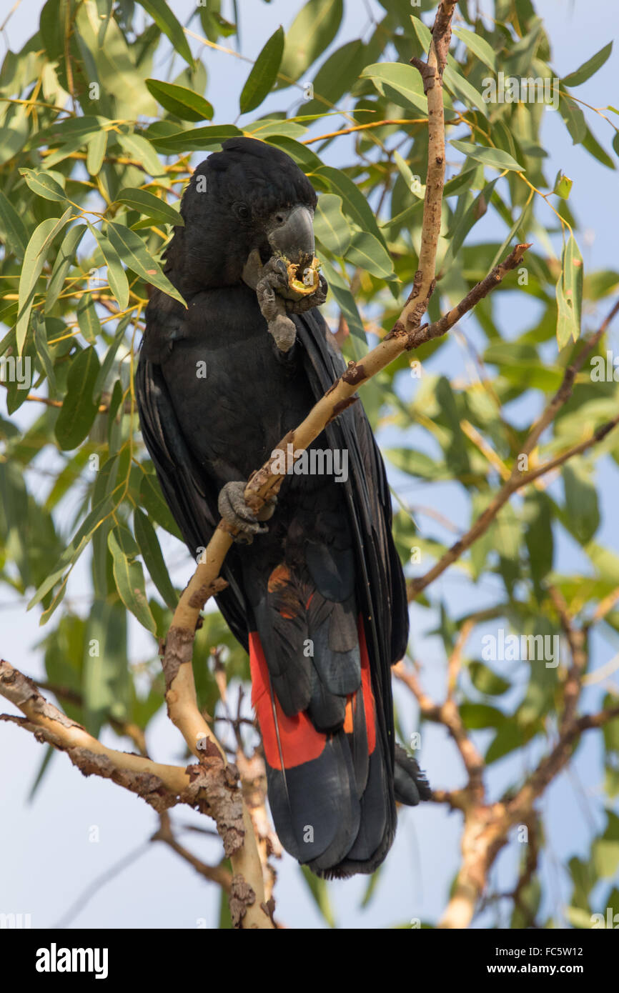 männliche Red-tailed Black Cockatoo (Calyptorhynchus Banksii) Essen ein Samenkorn Stockfoto