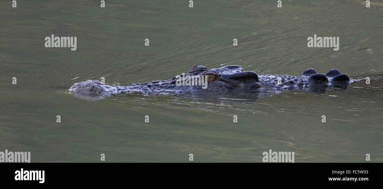 Mündungs-Krokodil (Crocodylus Porosus)-schwimmen Stockfoto