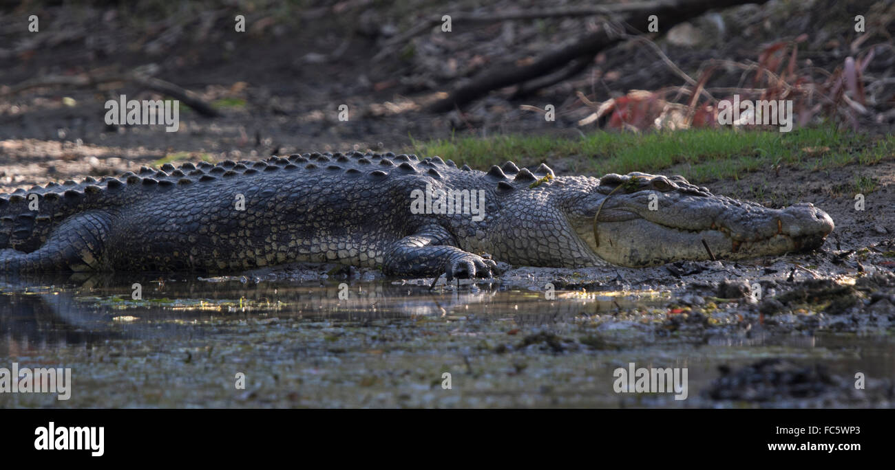 Leistenkrokodil (Crocodylus Porosus) ruht auf einer Schlammbank Stockfoto