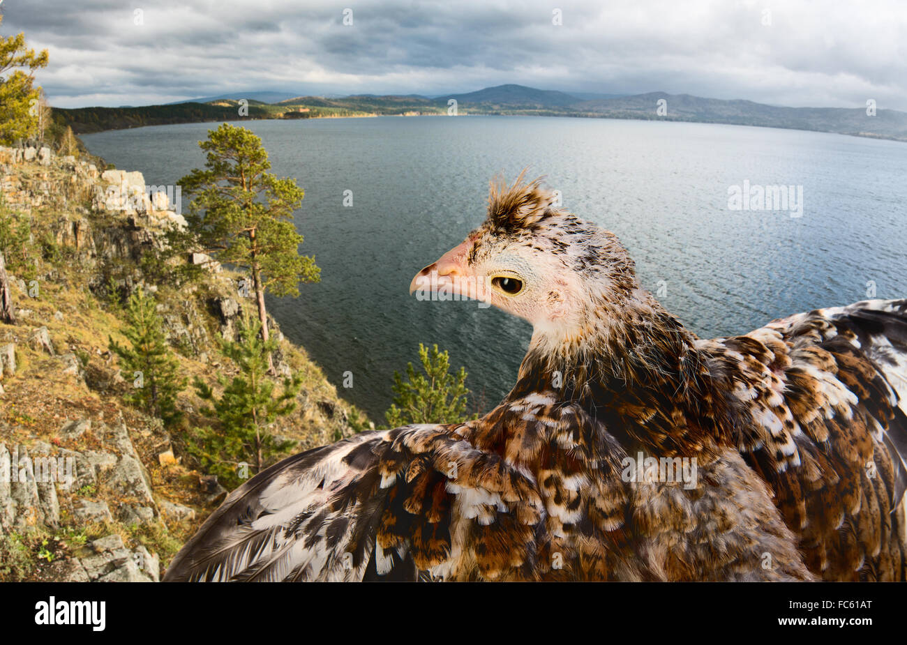 Vogel Stockfoto