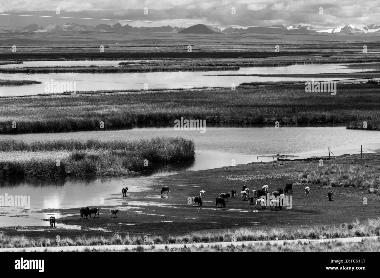 Junin National Reservierung. Lake Junin. Junin-Abteilung. Perú. Stockfoto