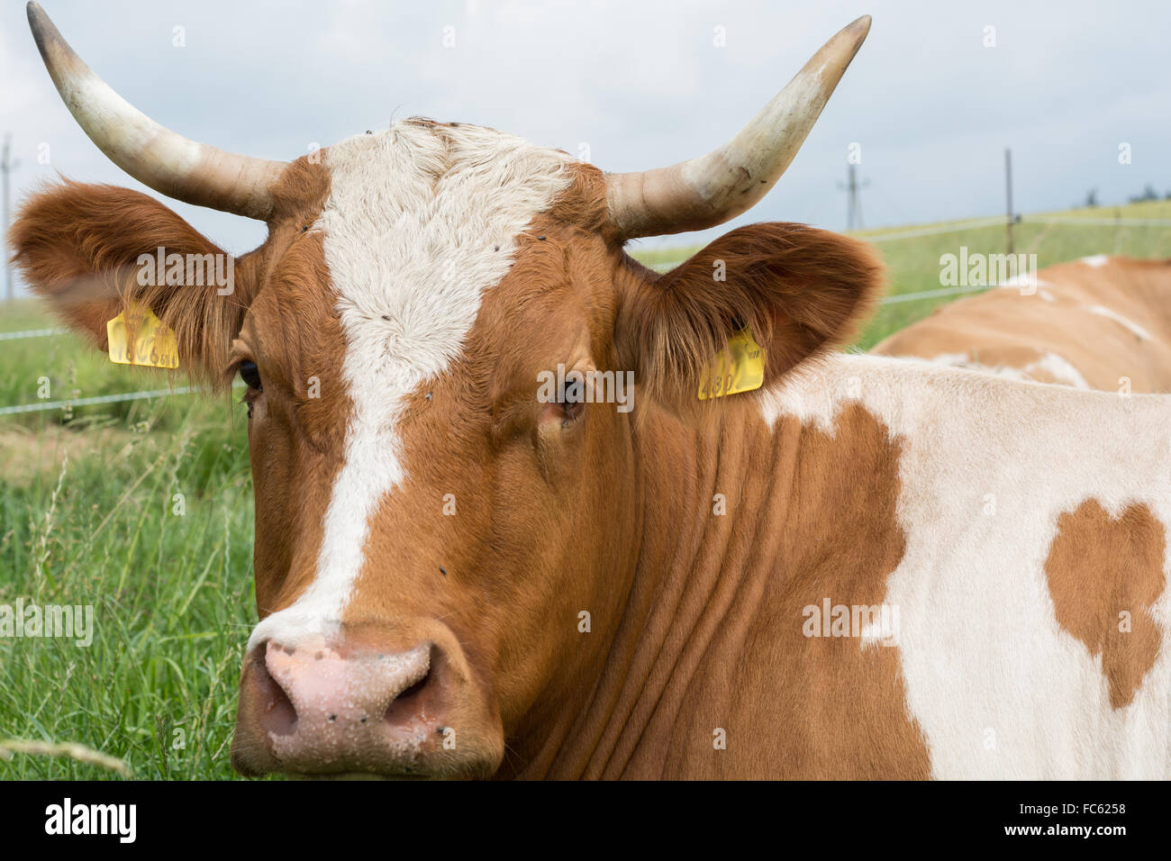 Kuh mit Hörner - Portrait Stockfoto