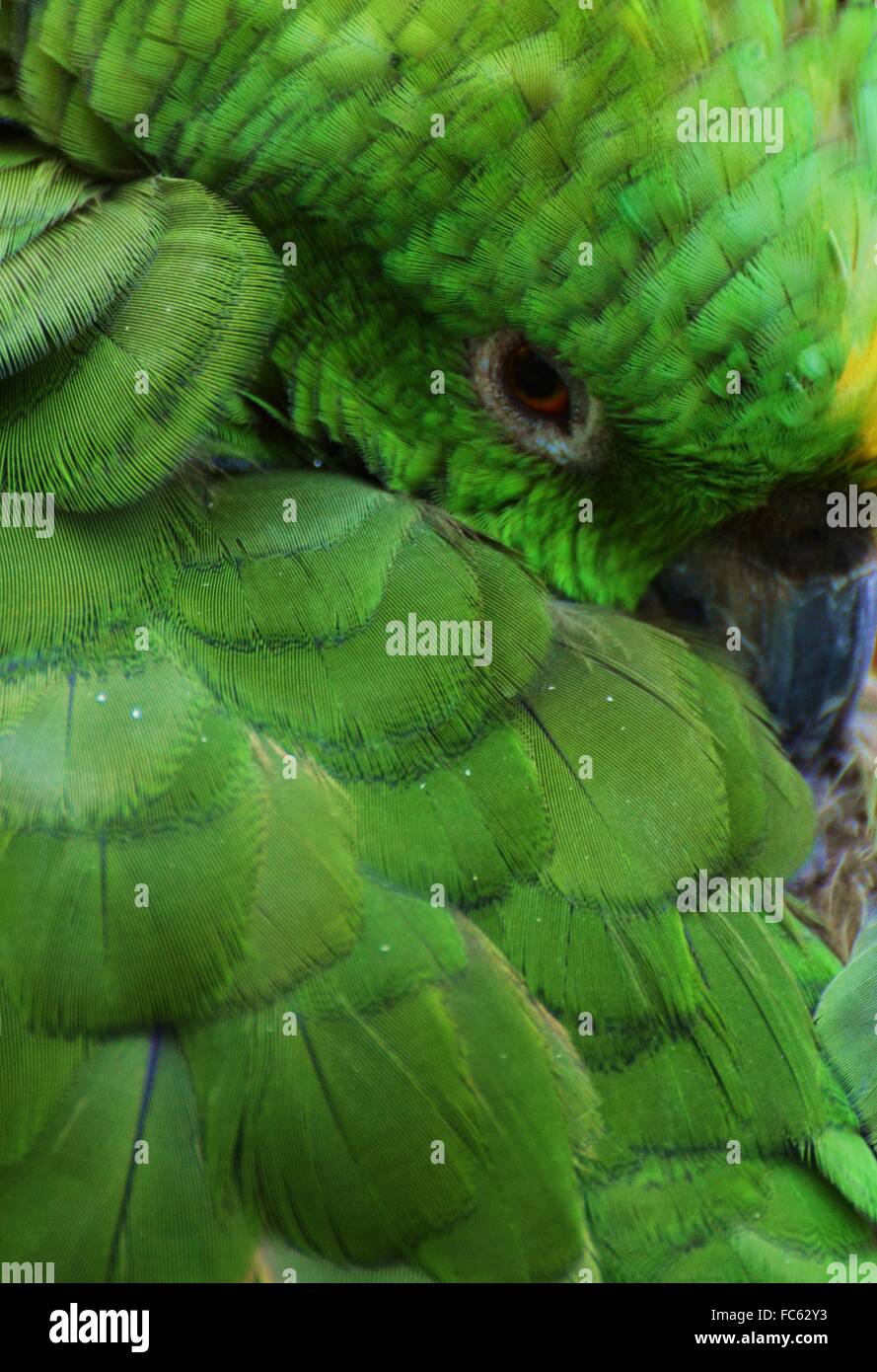 Porträt eines grünen Papagei mit gelben Gefieder über den Schnabel. Stockfoto