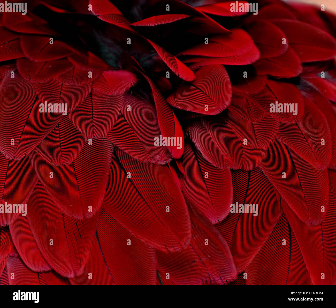 Roter Vogelfedern aus einem Ara Papagei Stockfoto