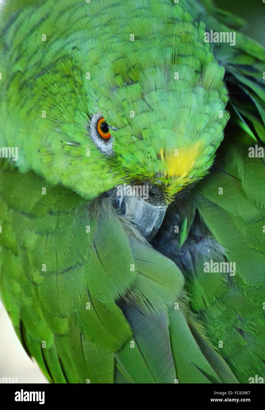 Porträt eines grünen Papagei mit gelben Gefieder über den Schnabel. Stockfoto