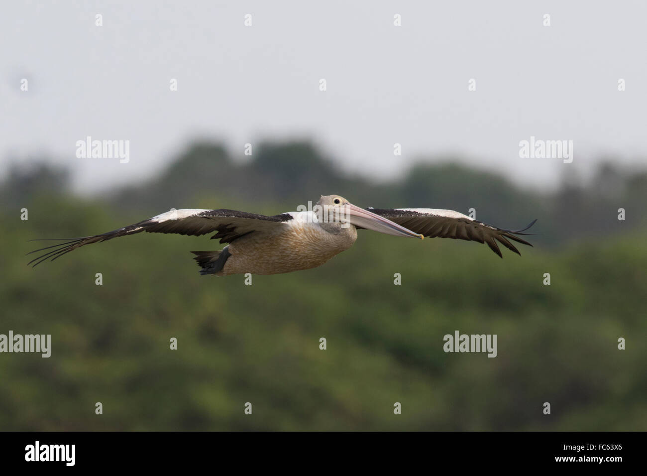 Australischer Pelikan (Pelecanus Conspicillatus) fliegen Stockfoto