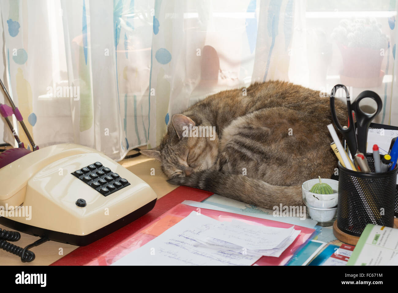 graue Katze schläft im Büro Stockfoto