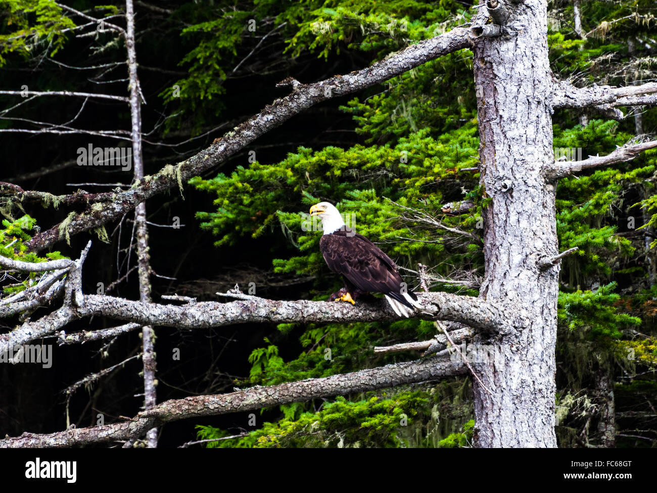 Kanada - Weißkopfseeadler in den Bäumen Stockfoto