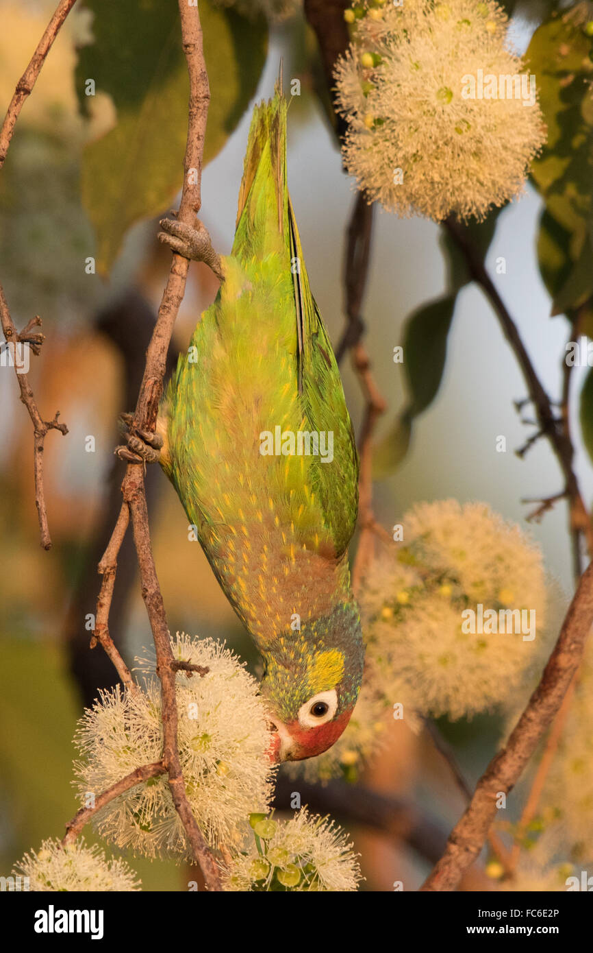 Abwechslungsreiche Lorikeet (Psitteuteles versicolor) Fütterung auf Eukalyptus-Blumen Stockfoto