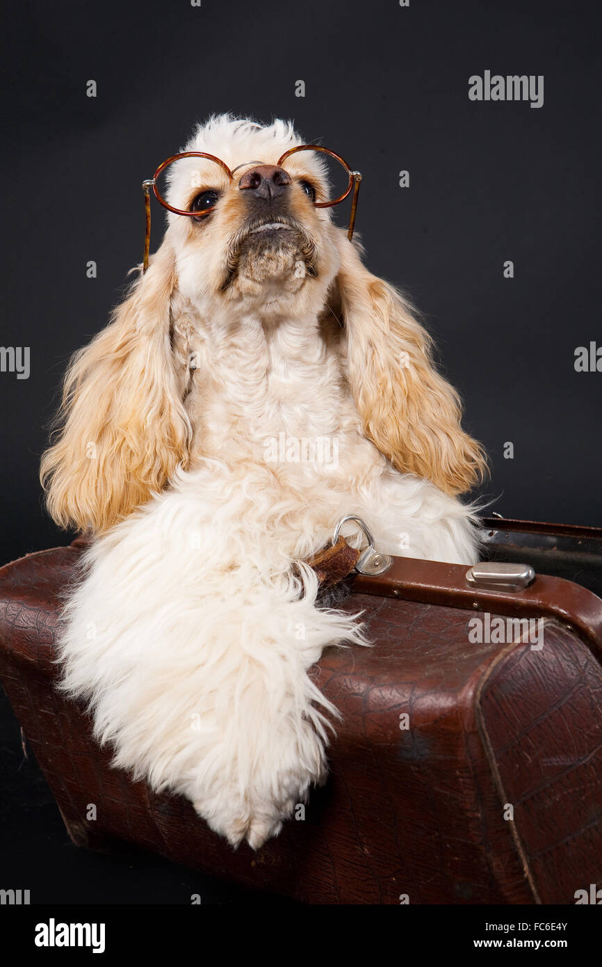 Cocker Spaniel Stockfoto