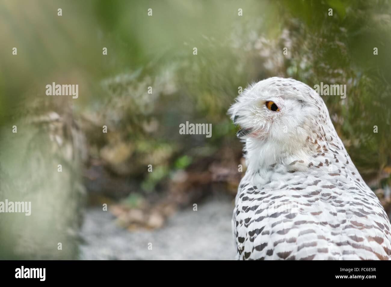 Schneeeule sitzen auf dem Boden Stockfoto