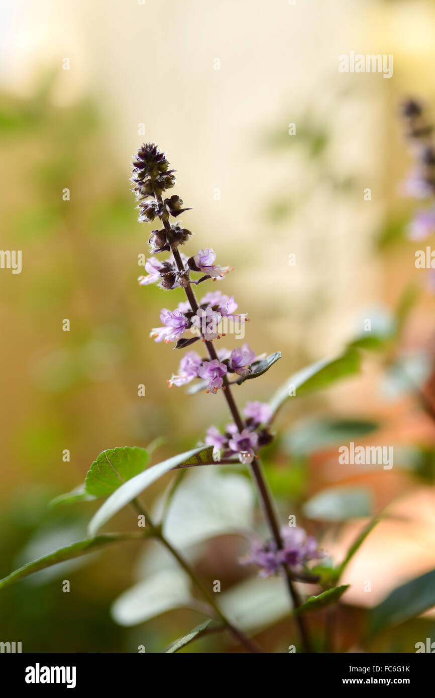 blühenden Basilikum Pflanze im Garten Stockfoto