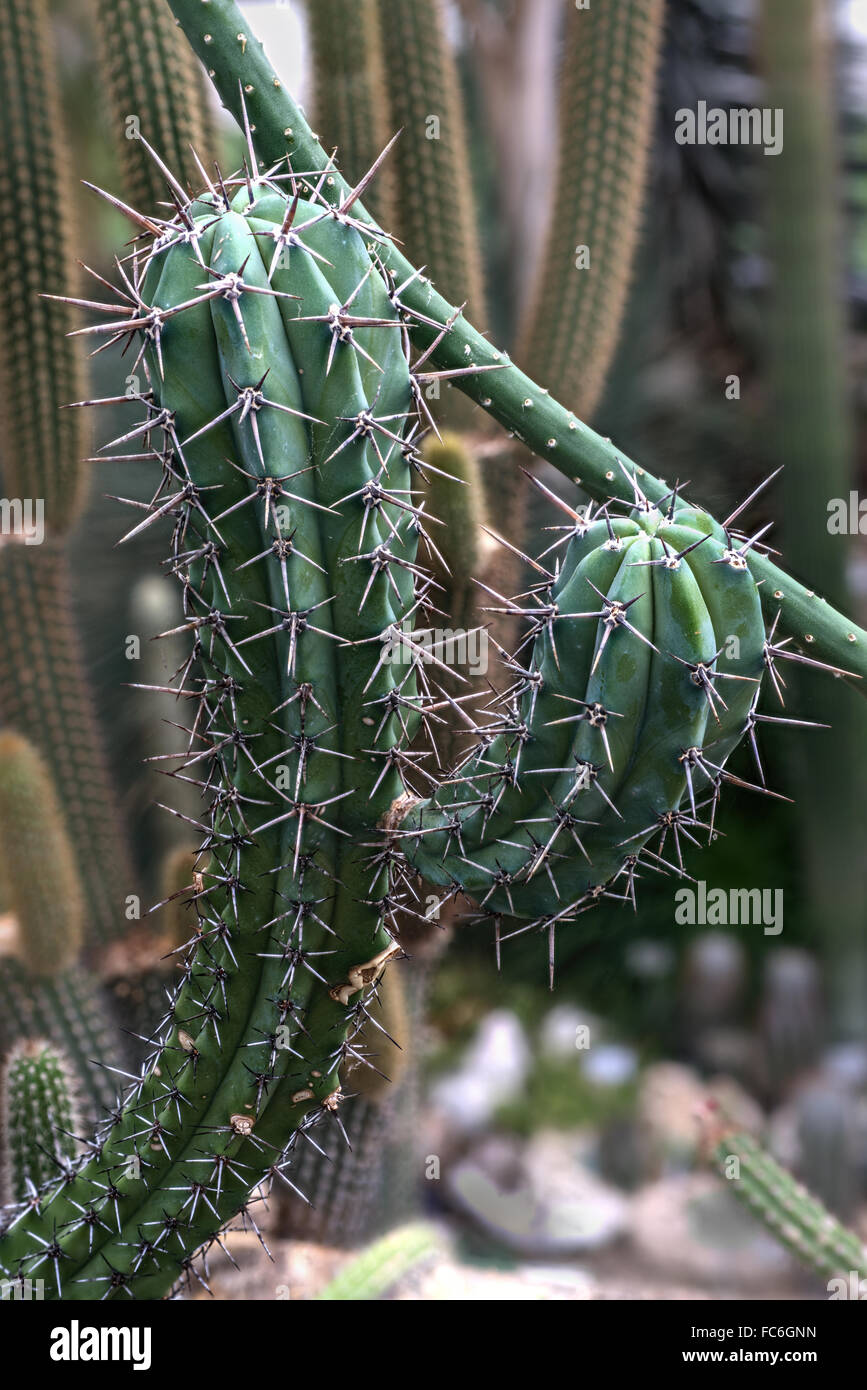 Eine säulenartige Kaktus Stockfoto