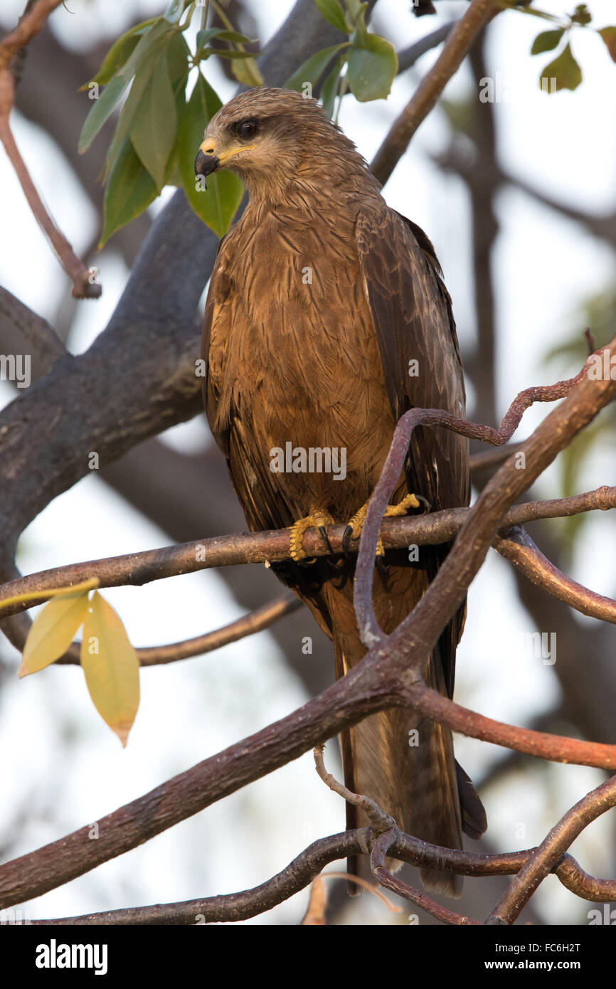 Schwarzmilan (Milvus Migrans) thront auf einem Baum Stockfoto