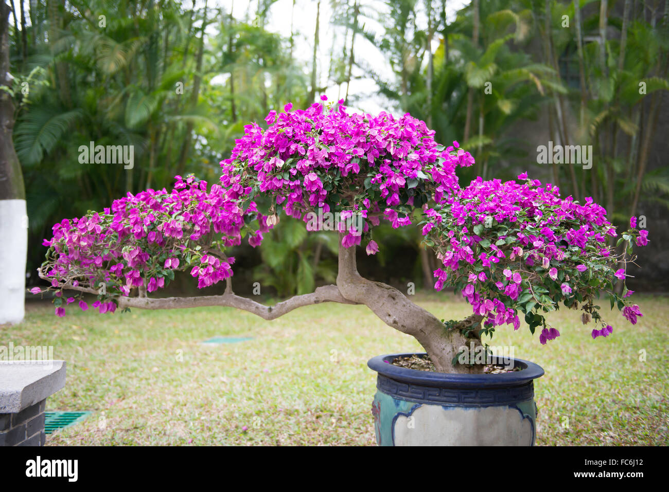 Bonsai-Baum mit lila Blüten in Blumentopf Stockfotografie - Alamy