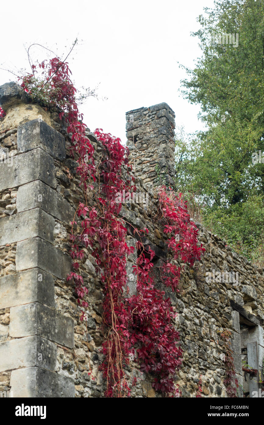 Roter Efeu an der Wand, Azay le Rideau, Loiretal, Frankreich Stockfoto