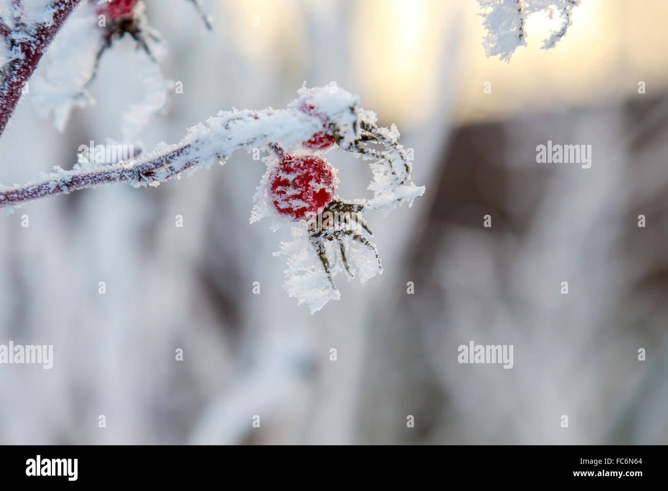 Hundsrose Hüften Frosen auf einem Busch Stockfoto