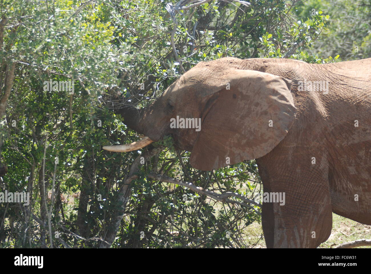 Elefant Schlemmen auf dem Busch Stockfoto