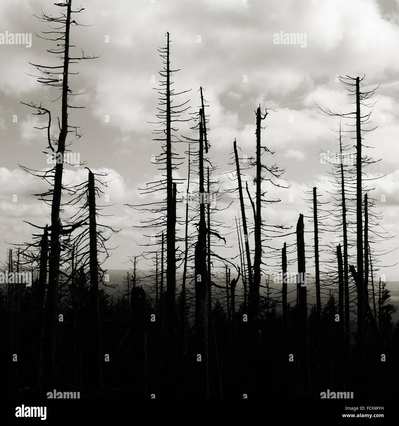 von Borkenkäfer beschädigte Wald Stockfoto