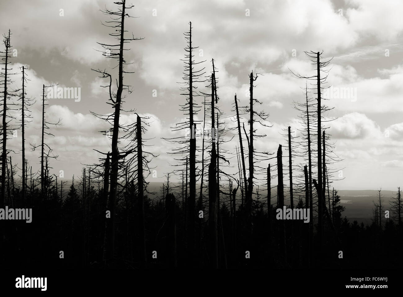 von Borkenkäfer beschädigte Wald Stockfoto