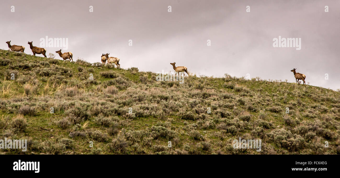 Elch auf dem Berg Stockfoto