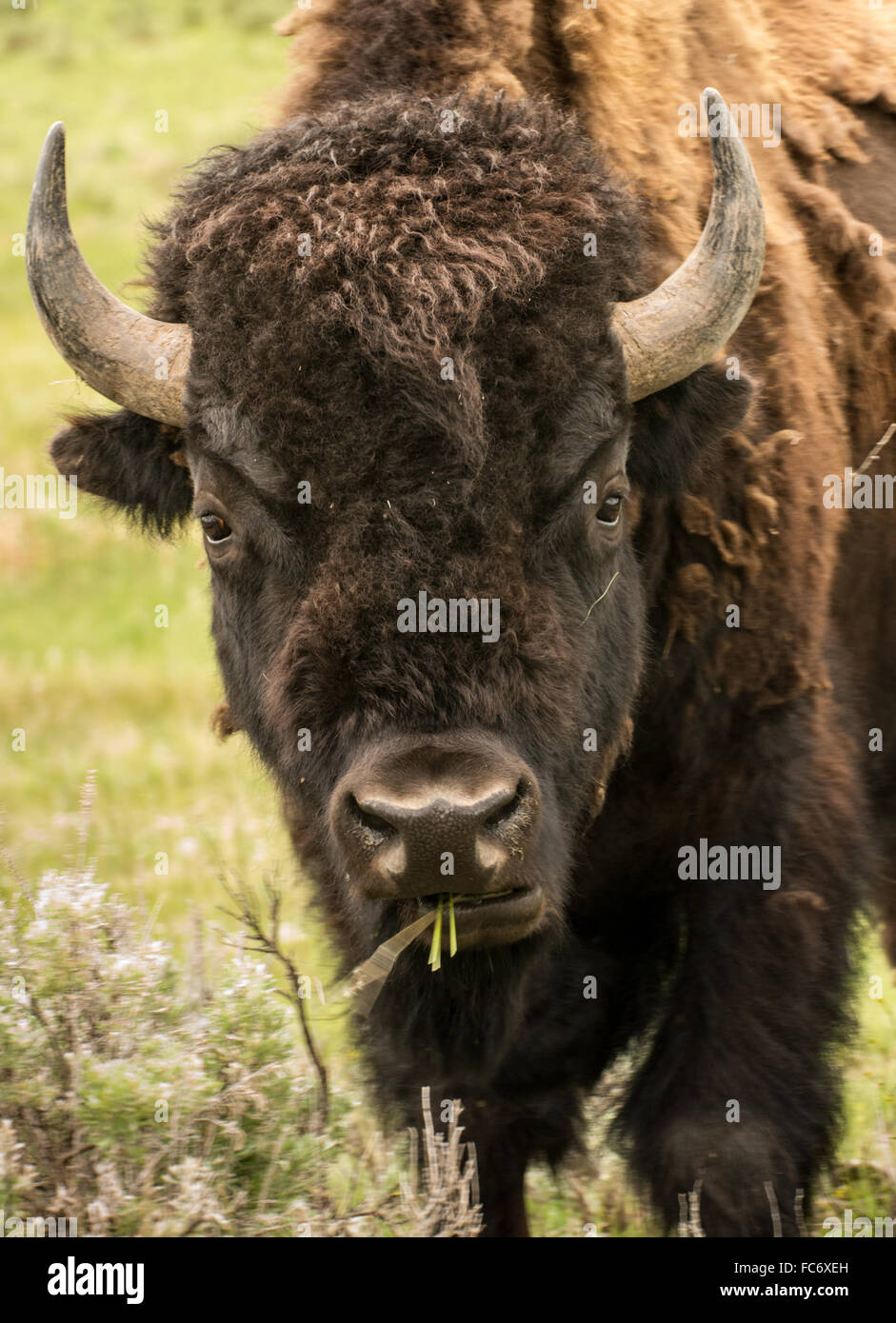 Yellowstone Bison Stockfotos und -bilder Kaufen - Alamy